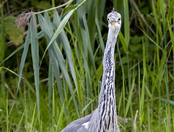 Blauwereiger080808Y